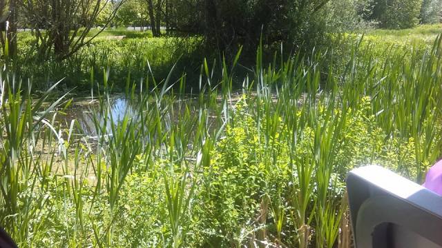 18275134_10158572953575024_8663564135219646373_n