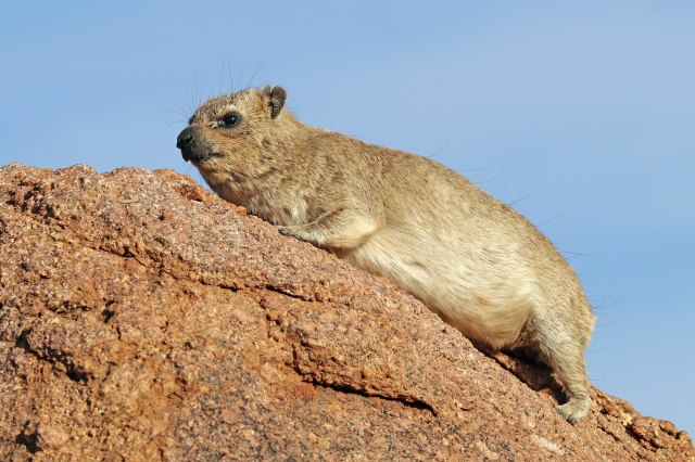 1920px-rock_hyrax_28procavia_capensis29